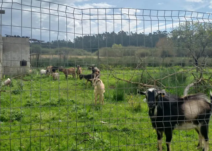 Casa Da Padaria * カルダス・ダ・ライーニャ